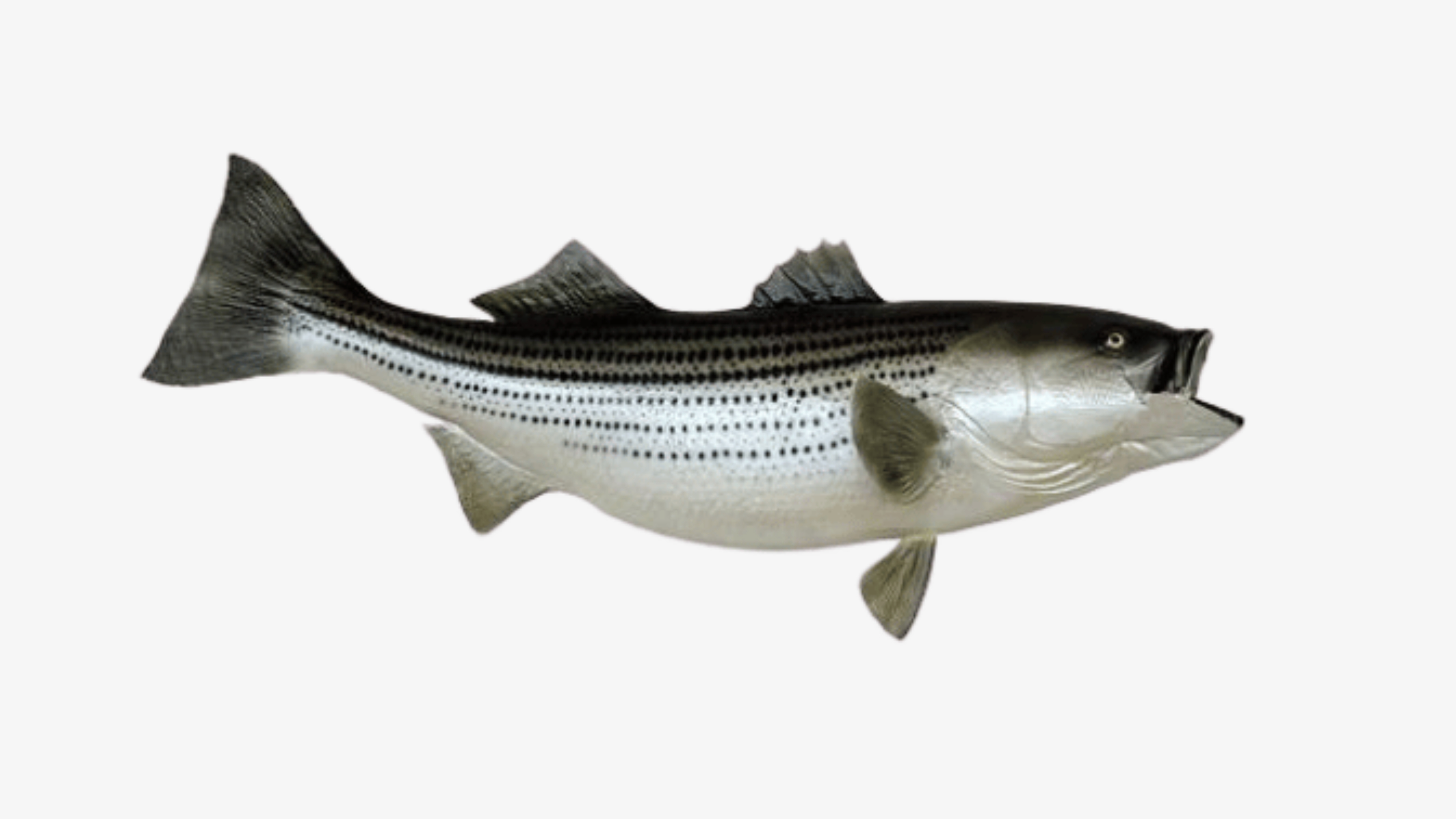 Ca Bass / Striped Pad